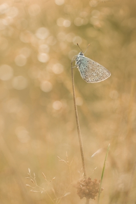 Vanmorgen nog een keer geweest voor de vlinders. heb nog 3 blauwtjes gevonden tussen het gras.
Was nog wat vochtig en dat gaaf een mooie achtergrond.