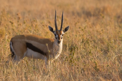 <i class='fa fa-user'></i>&nbsp;John K&nbsp;|  Thomsongazelle&nbsp; <i class='fa fa-eye'>&nbsp;126</i> &nbsp;<i class='fa fa-thumbs-up'>&nbsp;2</i> &nbsp; <i class='fa fa-comment-o'>&nbsp;3</i>