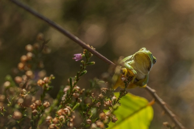 In een natuurgebied in Drenthe verblijven enkele tientallen boomkikkers in de vrije natuur. Bij mooi zonnig najaarsweer dit exemplaar vast kunnen leggen.