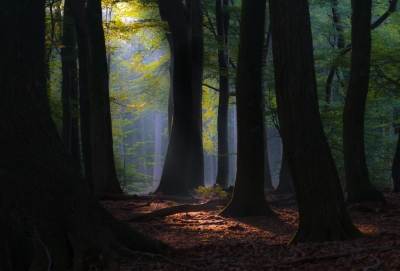 <i class='fa fa-user'></i>&nbsp;rvandijkzl&nbsp;|  Zonsopkomst in het Speulderbos&nbsp; <i class='fa fa-eye'>&nbsp;168</i> &nbsp;<i class='fa fa-thumbs-up'>&nbsp;1</i> &nbsp; <i class='fa fa-comment-o'>&nbsp;8</i>