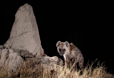 <i class='fa fa-user'></i>&nbsp;woudloper&nbsp;|  Gevlekte Hyena&nbsp; <i class='fa fa-eye'>&nbsp;235</i> &nbsp;<i class='fa fa-thumbs-up'>&nbsp;5</i> &nbsp; <i class='fa fa-comment-o'>&nbsp;3</i>