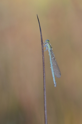 <i class='fa fa-user'></i>&nbsp;koekieman&nbsp;|  Tengere Grasjuffer&nbsp; <i class='fa fa-eye'>&nbsp;146</i> &nbsp; <i class='fa fa-comment-o'>&nbsp;5</i>