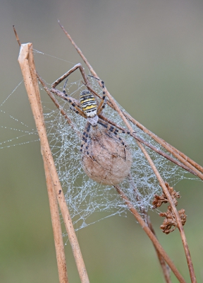 <i class='fa fa-user'></i>&nbsp;koekieman&nbsp;|  Wespspin&nbsp; <i class='fa fa-eye'>&nbsp;151</i> &nbsp;<i class='fa fa-thumbs-up'>&nbsp;2</i> &nbsp; <i class='fa fa-comment-o'>&nbsp;3</i>