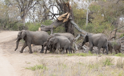 <i class='fa fa-user'></i>&nbsp;momo&nbsp;|  Afrikaanse Olifant&nbsp; <i class='fa fa-eye'>&nbsp;179</i> &nbsp; <i class='fa fa-comment-o'>&nbsp;2</i>