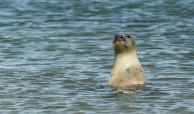 <i class='fa fa-user'></i>&nbsp;Ben Aalders&nbsp;|  Grijze Zeehond&nbsp; <i class='fa fa-eye'>&nbsp;167</i> &nbsp;<i class='fa fa-thumbs-up'>&nbsp;1</i> &nbsp; <i class='fa fa-comment-o'>&nbsp;4</i>