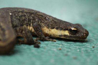 Ik vond deze watersalamander in een bloempot. Meer door dan levend lag hij op een steen in de pot. Met pot en al op een tuinkist gezet om op de foto te zetten. Nadat ik terugkwam met mijn camera was de salamander verdwenen. Bleek onder de steen te zitten. Snel een foto gemaakt en teruggeplaatst in de tuin.