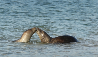 <i class='fa fa-user'></i>&nbsp;Ben Aalders&nbsp;|  Grijze Zeehond&nbsp; <i class='fa fa-eye'>&nbsp;174</i> &nbsp;<i class='fa fa-thumbs-up'>&nbsp;1</i> &nbsp; <i class='fa fa-comment-o'>&nbsp;5</i>