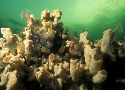 <i class='fa fa-user'></i>&nbsp;Eric Gibcus&nbsp;| Landschap onderwater&nbsp; <i class='fa fa-eye'>&nbsp;126</i> &nbsp; <i class='fa fa-comment-o'>&nbsp;0</i>