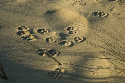 <i class='fa fa-user'></i>&nbsp;Eef Kieft&nbsp;|  Sporen in het zand&nbsp; <i class='fa fa-eye'>&nbsp;135</i> &nbsp; <i class='fa fa-comment-o'>&nbsp;2</i>