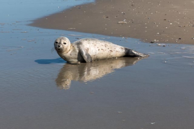 Verdwaald zeehondje op het strand van Terschelling