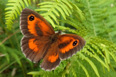 <i class='fa fa-user'></i>&nbsp;A. Soeting&nbsp;|  Oranje Zandoogje&nbsp; <i class='fa fa-eye'>&nbsp;121</i> &nbsp; <i class='fa fa-comment-o'>&nbsp;2</i>