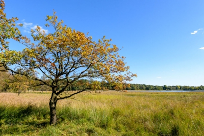 De herftskleuren beginnen al een beetje te komen. Hoewel ik het altijd jammer vind om afscheid te nemen van de zomer, maken de herfstkleuren het wel weer een beetje goed....