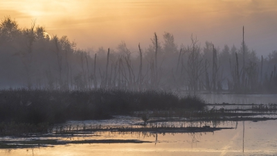 Het blijft me boeien dat troosteloze ondergelopen landschap met z'n afgestorven berken waar het veen moet gaan groeien.  Hier komt de zon de nevels en de melancholie verdrijven.