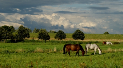 <i class='fa fa-user'></i>&nbsp;B.M.Schouten-Ruis&nbsp;|  Landschap&nbsp; <i class='fa fa-eye'>&nbsp;220</i> &nbsp;<i class='fa fa-thumbs-up'>&nbsp;4</i> &nbsp; <i class='fa fa-comment-o'>&nbsp;5</i>