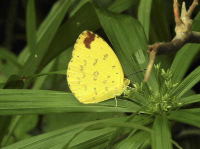<i class='fa fa-user'></i>&nbsp;momo&nbsp;|  Eurema hecabe solifera&nbsp; <i class='fa fa-eye'>&nbsp;99</i> &nbsp; <i class='fa fa-comment-o'>&nbsp;2</i>