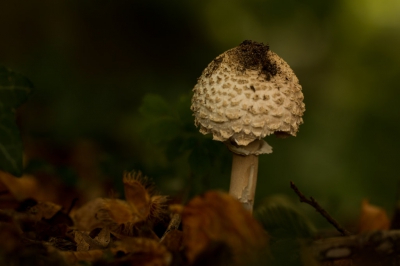 Genomen op een tamelijk donkere plek onder  een Beukenboom  pal na zonsopkomst.  Gelukkig staan paddenstoelen lang stil zodat je een lange sluitertijd kunt veroorloven!!