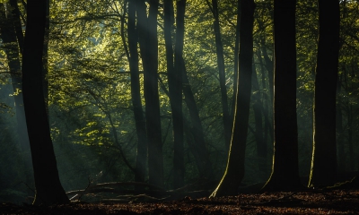 <i class='fa fa-user'></i>&nbsp;Sander Klein Hesselink&nbsp;|  Mooi Speulderbos&nbsp; <i class='fa fa-eye'>&nbsp;164</i> &nbsp; <i class='fa fa-comment-o'>&nbsp;1</i>