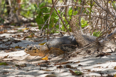 <i class='fa fa-user'></i>&nbsp;Andius&nbsp;|  Karetschildpad&nbsp; <i class='fa fa-eye'>&nbsp;136</i> &nbsp; <i class='fa fa-comment-o'>&nbsp;3</i>