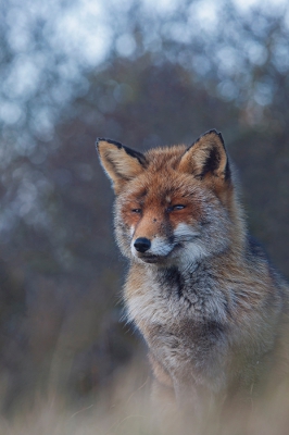 <i class='fa fa-user'></i>&nbsp;daan de vos&nbsp;|  Vos&nbsp; <i class='fa fa-eye'>&nbsp;415</i> &nbsp;<i class='fa fa-thumbs-up'>&nbsp;13</i> &nbsp; <i class='fa fa-comment-o'>&nbsp;17</i>