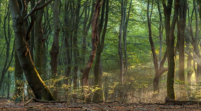 <i class='fa fa-user'></i>&nbsp;Sander Klein Hesselink&nbsp;|  Mooi Speulderbos&nbsp; <i class='fa fa-eye'>&nbsp;180</i> &nbsp;<i class='fa fa-thumbs-up'>&nbsp;3</i> &nbsp; <i class='fa fa-comment-o'>&nbsp;5</i>