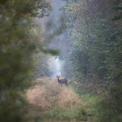 De mist was nog niet helemaal opgetrokken toen ik op een bijna dichtgegroeid landweggetje deze reebok tegenkwam. Ik hiel me stil, dicht tegen de struiken, maar hij vertrouwde het niet helemaal. Deed nog een paar stappen mijn kant op, stond een hele tijd stil en keerde toen toch maar om.