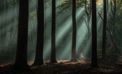 <i class='fa fa-user'></i>&nbsp;Sander Klein Hesselink&nbsp;|  Mooi Speulderbos&nbsp; <i class='fa fa-eye'>&nbsp;218</i> &nbsp;<i class='fa fa-thumbs-up'>&nbsp;8</i> &nbsp; <i class='fa fa-comment-o'>&nbsp;7</i>