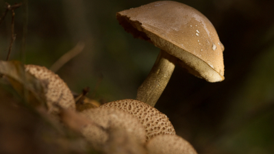 Ondanks de droogte toch een plekje waar paddenstoelen  zich thuis voelen, het hoedje is zelfs nog een beetje nat