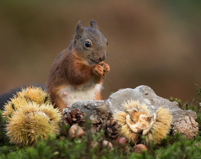 De herfst attributen lagen er al dat de Eekhoorn er zo mooi achter plaats nam was  alleen maar meegenomen