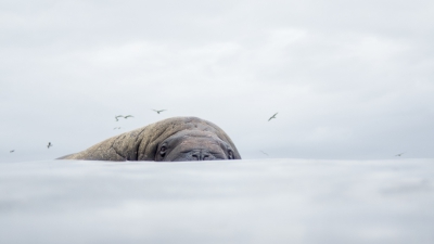<i class='fa fa-user'></i>&nbsp;Arjen Drost&nbsp;|  Walrus&nbsp; <i class='fa fa-eye'>&nbsp;163</i> &nbsp;<i class='fa fa-thumbs-up'>&nbsp;6</i> &nbsp; <i class='fa fa-comment-o'>&nbsp;8</i>