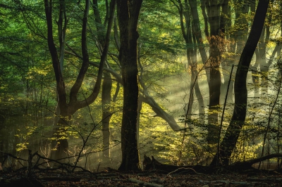 <i class='fa fa-user'></i>&nbsp;Sander Klein Hesselink&nbsp;|  Mooi Speulderbos&nbsp; <i class='fa fa-eye'>&nbsp;168</i> &nbsp;<i class='fa fa-thumbs-up'>&nbsp;7</i> &nbsp; <i class='fa fa-comment-o'>&nbsp;10</i>
