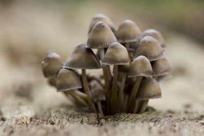 <i class='fa fa-user'></i>&nbsp;Ties Niehof&nbsp;|  Bundelchloormycena&nbsp; <i class='fa fa-eye'>&nbsp;139</i> &nbsp; <i class='fa fa-comment-o'>&nbsp;7</i>
