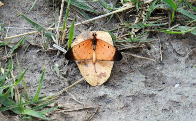 Bij verkenning van het terrein zagen we deze vlinder op het zand op een bruin blad zitten
