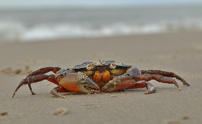 <i class='fa fa-user'></i>&nbsp;frbeuming&nbsp;|  Strandkrab&nbsp; <i class='fa fa-eye'>&nbsp;157</i> &nbsp; <i class='fa fa-comment-o'>&nbsp;6</i>