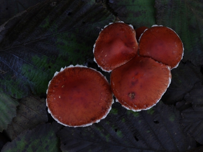 <i class='fa fa-user'></i>&nbsp;Ad Sprang&nbsp;|  Oranjerode Stropharia&nbsp; <i class='fa fa-eye'>&nbsp;178</i> &nbsp;<i class='fa fa-thumbs-up'>&nbsp;1</i> &nbsp; <i class='fa fa-comment-o'>&nbsp;7</i>