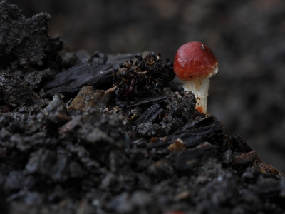 <i class='fa fa-user'></i>&nbsp;Ad Sprang&nbsp;|  Oranjerode Stropharia&nbsp; <i class='fa fa-eye'>&nbsp;146</i> &nbsp; <i class='fa fa-comment-o'>&nbsp;4</i>