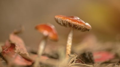 Was op zoek gegaan naar een " bijzondere " padderstoel, die ergens moest staan in dat gebied. Kon hem niet vinden maar wel deze schattige kleine paddenstoeltjes.