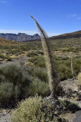 <i class='fa fa-user'></i>&nbsp;Gerard Visser&nbsp;|  Echium wildpretii&nbsp; <i class='fa fa-eye'>&nbsp;140</i> &nbsp; <i class='fa fa-comment-o'>&nbsp;3</i>