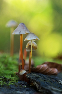 <i class='fa fa-user'></i>&nbsp;danny.declercq&nbsp;|  Prachtmycena&nbsp; <i class='fa fa-eye'>&nbsp;146</i> &nbsp;<i class='fa fa-thumbs-up'>&nbsp;2</i> &nbsp; <i class='fa fa-comment-o'>&nbsp;5</i>