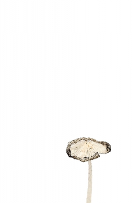 <i class='fa fa-user'></i>&nbsp;kiran&nbsp;|  Hazenpootje&nbsp; <i class='fa fa-eye'>&nbsp;109</i> &nbsp;<i class='fa fa-thumbs-up'>&nbsp;2</i> &nbsp; <i class='fa fa-comment-o'>&nbsp;3</i>