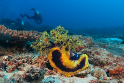<i class='fa fa-user'></i>&nbsp;Vincent Rijnbende&nbsp;|  Pseudocolochirus violaceus&nbsp; <i class='fa fa-eye'>&nbsp;96</i> &nbsp; <i class='fa fa-comment-o'>&nbsp;2</i>