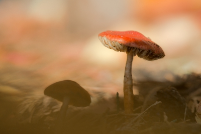 <i class='fa fa-user'></i>&nbsp;Christina&nbsp;|  Oranjerode Stropharia&nbsp; <i class='fa fa-eye'>&nbsp;188</i> &nbsp;<i class='fa fa-thumbs-up'>&nbsp;2</i> &nbsp; <i class='fa fa-comment-o'>&nbsp;4</i>