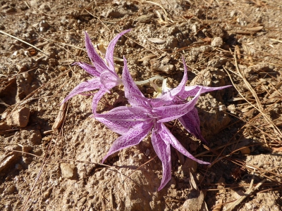 Tijdens een wandeling op Samos nabij het plaatsje Stavrinides kwamen we deze herfsttijloos tegen, vaak op Samos geweest doch nooit in dit jaargetijde,dit was voor mij de eerste keer dat ik deze tegenkwam.