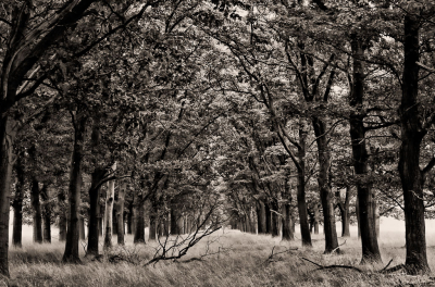 <i class='fa fa-user'></i>&nbsp;plaatjesmaker&nbsp;|  Bomen rij&nbsp; <i class='fa fa-eye'>&nbsp;100</i> &nbsp; <i class='fa fa-comment-o'>&nbsp;4</i>