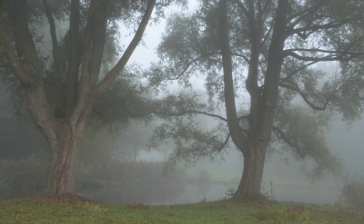 <i class='fa fa-user'></i>&nbsp;B.M.Schouten-Ruis&nbsp;|  Bomen in de mist&nbsp; <i class='fa fa-eye'>&nbsp;129</i> &nbsp; <i class='fa fa-comment-o'>&nbsp;5</i>