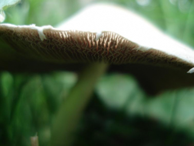 Porseleinzwam bij natuurgebied 'DeMark' in Breda