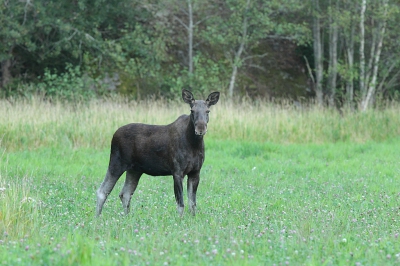<i class='fa fa-user'></i>&nbsp;AlexRoetemeijer&nbsp;|  Eland&nbsp; <i class='fa fa-eye'>&nbsp;136</i> &nbsp; <i class='fa fa-comment-o'>&nbsp;1</i>