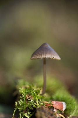 <i class='fa fa-user'></i>&nbsp;Jan Luit&nbsp;|  Mycena fusco-occula&nbsp; <i class='fa fa-eye'>&nbsp;100</i> &nbsp; <i class='fa fa-comment-o'>&nbsp;0</i>