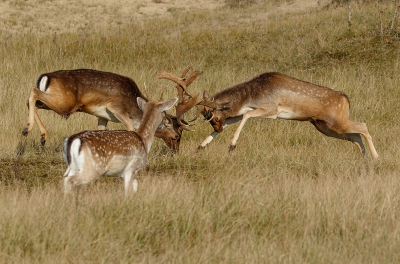 Afgelopen weekend naar de Amsterdamse Waterleiding Duinen geweest.

Het was genieten, elke morgen vroeg op en even na zonsopkomst het park in. Genoeg gevechten kunnen vastleggen, portretten en zelfs paringen.

In de bossen was het te druk qua mensen en het was ook niet optimaal om te fotograferen ivm. de geringe sluitertijd.

Ik ging derhalve 's middags dan in de weien rondom de bossen staan en wachten totdat er actie kwam. Op sommige plekken stond ik wel een uur.

Veel schijngevechtjes, maar deze van zondagmiddag was er eentje die zeker 20 minuten duurde. Het ging er zeer hard aan toe en ze vlogen als het ware door de lucht.

De spitser stond erbij en keek ernaar, wellicht een goede les voor de toekomst???

Canon 7D II + 100-400 II + 1.4 converter.

F8.0
ISO 320
1/1600.

Uit de hand.