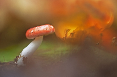 <i class='fa fa-user'></i>&nbsp;Sam Dijkstra&nbsp;|  Naaldbosbraakrussula&nbsp; <i class='fa fa-eye'>&nbsp;176</i> &nbsp;<i class='fa fa-thumbs-up'>&nbsp;10</i> &nbsp; <i class='fa fa-comment-o'>&nbsp;7</i>