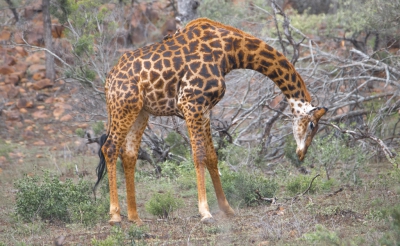 <i class='fa fa-user'></i>&nbsp;momo&nbsp;|  Giraffe&nbsp; <i class='fa fa-eye'>&nbsp;219</i> &nbsp; <i class='fa fa-comment-o'>&nbsp;7</i>